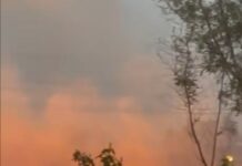 पंजाब में पाबंदी के बावजूद जलाई जा रही नाड़