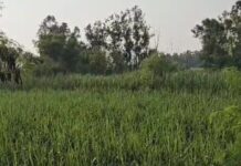 पौंग डैम से अधिक पानी छोड़े जाने से निचले क्षेत्र में रहने बाले लोगों में भय का माहौल