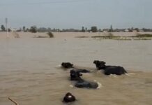 केंद्रीय कृषि मंत्री शिवराज सिंह चौहान जल्द ही पंजाब के बाढ़ प्रभावित क्षेत्रों का करेंगे दौरा, मौके पर जाकर किसानों से मिलेंगे