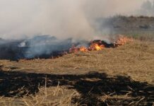 पंजाब में पराली जलाने पर किसान पर केस दर्ज, जुर्माना भी लगाया; अधिकारी बोले- गिरफ्तारी अफवाह है