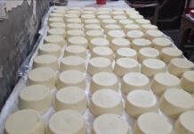 मिलावट का खेल: अमृतसर में सेहत विभाग की बड़ी कार्रवाई: 165 किलो नकली खोया, 7 क्विंटल मिल्क पाउडर और 100 लीटर से ज्यादा वनस्पति घी बरामद